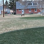 Coyote Sighting at 10222 147 Avenue NW