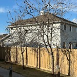 Pests/Sick trees - Public Property at 5715 163 Avenue NW