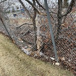 Tree/Branch Damage - Public Property at 6023 50 Street NW