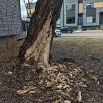 Tree/Branch Damage - Public Property at 15503 92 A Avenue NW