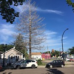 Dead Trees - Public Property at 11736 83 Street NW