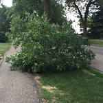 Tree/Branch Damage - Public Property at 10179 90 Street NW