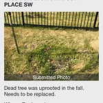 Dead Trees - Public Property at 3418 Watson Place SW