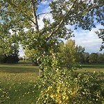 Tree/Branch Damage - Public Property at 2707 118 Avenue NW