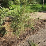 Noxious Weeds - Public Property at 1251 Rutherford Road SW