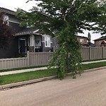 Tree/Branch Damage - Public Property at 452 Windermere Road NW
