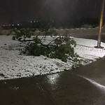 Tree/Branch Damage - Public Property at 9216 Rowland Road NW