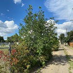 Noxious Weeds - Public Property at 10432 159 Street NW