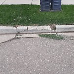 (Winter City Maintained Sidewalk) at Conestoga St NW Griesbach Edmonton