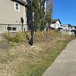 Noxious Weeds - Public Property at 4138 Charles Link SW