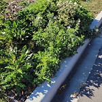 Noxious Weeds - Public Property at 11704 43 Avenue NW