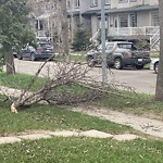 Tree/Branch Damage - Public Property at 10233 89 St NW North Central Edmonton