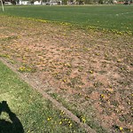 Sports Field Maintenance at 14219 109 Avenue NW