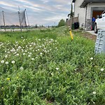 Noxious Weeds - Public Property at 14235 140 Street NW