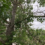 Tree/Branch Damage - Public Property at 12030 River Valley Road NW