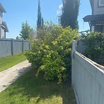 Overgrown Trees - Public Property at 351 Calderon Crescent NW