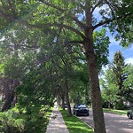 Tree/Branch Damage - Public Property at 8933 89 Street NW