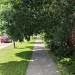 Overgrown Trees - Public Property at 6131 154 Avenue NW