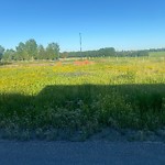 Noxious Weeds - Public Property at 560 Tamarack Road NW