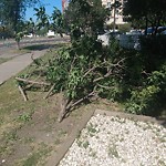 Tree/Branch Damage - Public Property at 12021 Jasper Ave Nw, Edmonton T5 K 0 P2