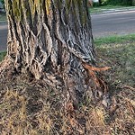 Tree/Branch Damage - Public Property at Ellingson Park, 11104 65 Ave Nw, Edmonton T6 H 3 J9