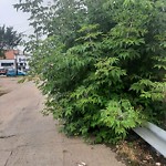 Overgrown Trees - Public Property at 11738 94 Street NW