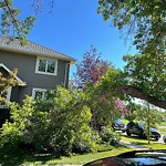 Tree/Branch Damage - Public Property at 7415 97 Street NW