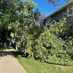 Tree/Branch Damage - Public Property at 7419 97 St NW