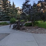 Tree/Branch Damage - Public Property at 10916 102 Avenue NW