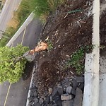 Tree/Branch Damage - Public Property at 127 St Sw, 에드먼턴
