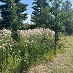 Noxious Weeds - Public Property at 2350 Millbourne Road West NW