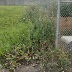 Noxious Weeds - Public Property at 7240 118 Avenue NW