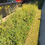 Noxious Weeds - Public Property at N53.41 E113.47