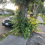 Overgrown Trees - Public Property at 4229 115 Avenue NW
