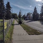 Overgrown Trees - Public Property at N53.57 E113.43