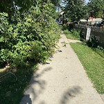 Overgrown Trees - Public Property at 9526 109 Avenue NW