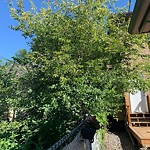 Overgrown Trees - Public Property at 10723 70 Avenue NW