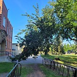 Overgrown Trees - Public Property at 8620 91 St NW