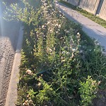 Noxious Weeds - Public Property at 4403 6 Street NW