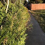 Overgrown Trees - Public Property at 176 Waygood Road NW