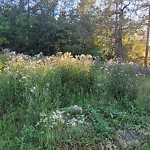 Noxious Weeds - Public Property at 10504 Saskatchewan Dr Nw, Edmonton, Ab T6 E 4 S1, Canada