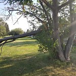 Tree/Branch Damage - Public Property at N53.56 E113.53