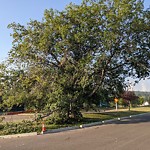 Tree/Branch Damage - Public Property at 10145 34 Street NW