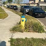 Noxious Weeds - Public Property at 232 41 Avenue NW