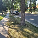Tree/Branch Damage - Public Property at 13115 124 Ave NW