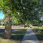 Overgrown Trees - Public Property at 12019 56 Street NW