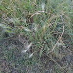Noxious Weeds - Public Property at N53.57 E113.52