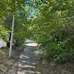 Overgrown Trees - Public Property at 4103 134 Avenue NW
