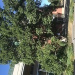 Overgrown Trees - Public Property at 10135 96 Ave NW