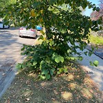 Overgrown Trees - Public Property at 9215 82 Street NW